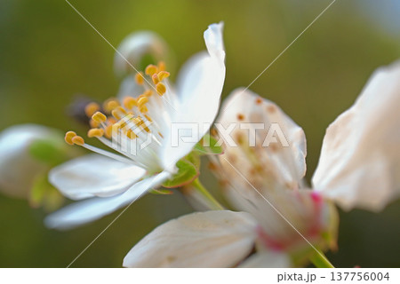A cinematic, close-up shot of a fruit tree branch in full bloom with delicate blossoms. A cinematic, close-up shot of a fruit tree branch in full bloom with delicate blossoms. 137756004