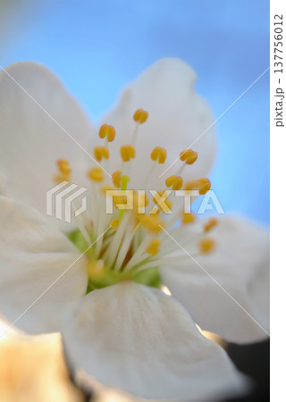 A cinematic, close-up shot of a fruit tree branch in full bloom with delicate blossoms. A cinematic, close-up shot of a fruit tree branch in full bloom with delicate blossoms. 137756012