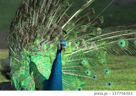 Majestic Peacock Displaying Vibrant Green and Blue Feathers. Majestic Peacock Displaying Vibrant Green and Blue Feathers. 137756383