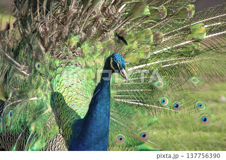 Majestic Peacock Displaying Vibrant Green and Blue Feathers. Majestic Peacock Displaying Vibrant Green and Blue Feathers. 137756390