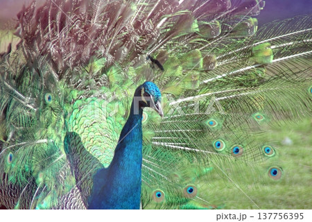 Majestic Peacock Displaying Vibrant Green and Blue Feathers. Majestic Peacock Displaying Vibrant Green and Blue Feathers. 137756395