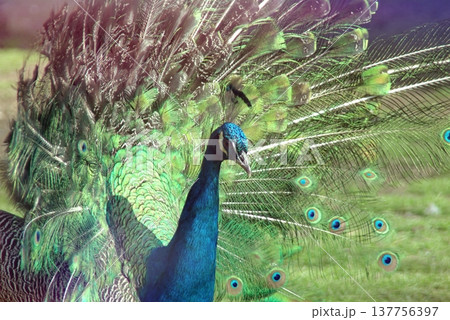 Majestic Peacock Displaying Vibrant Green and Blue Feathers. Majestic Peacock Displaying Vibrant Green and Blue Feathers. 137756397