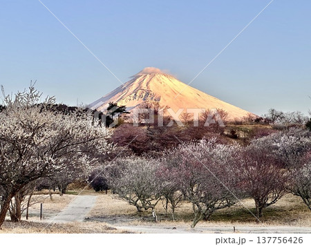 朝日に染まる富士山と梅の花 137756426