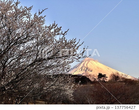 富士山と梅の木 富士山と梅の木 137756427
