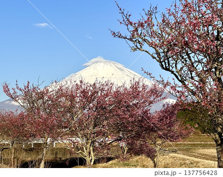 オカメザクラと富士山 オカメザクラと富士山 137756428