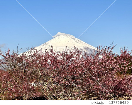 咲き始めたオカメザクラと富士山 咲き始めたオカメザクラと富士山 137756429