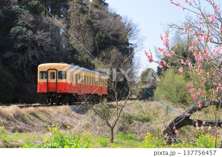 小湊鐵道「早咲きの桜と菜の花咲く沿線風景を走る列車」 137756457