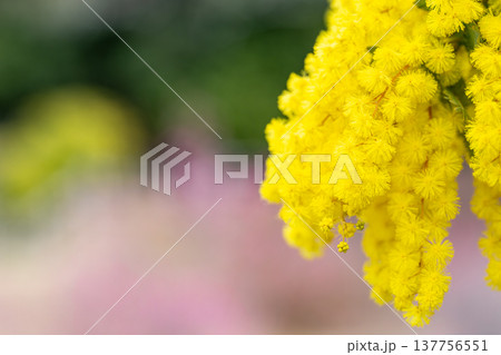 柔らかな春の光に揺れるミモザの枝とパステル調の背景 137756551