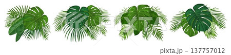 Realistic tropical palm leaves set, green exotic foliage. Jungle lush coconut palm fronds with vibrant monstera plants perfect for summer beach designs. Vector illustration 137757012