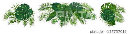 Realistic green tropical foliage set with exotic monstera and coconut fronds. Vibrant tropical palm leaves. Vector jungle greenery for Hawaiian summer party invitations and paradise designs 137757013