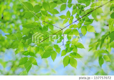 青空と新緑の若葉 背景素材 137757072