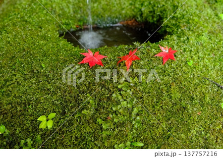 苔と紅葉の和のテイストのイメージ素材 苔と紅葉の和のテイストのイメージ素材 137757216