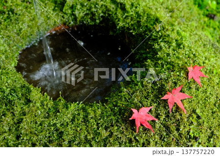 苔と紅葉の和のテイストのイメージ素材 137757220