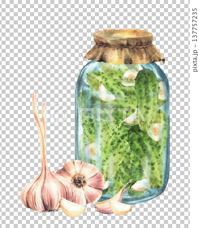 Pickled, canned cucumbers in glass jar with garlic cloves and bulb and fabric cover lid. Watercolor hand drawn food illustration for vegetables preservation, menu, label print Isolated from background Pickled, canned cucumbers in glass jar with garlic cloves and bulb and fabric cover lid. Watercolor hand drawn food illustration for vegetables preservation, menu, label print Isolated from background 137757235