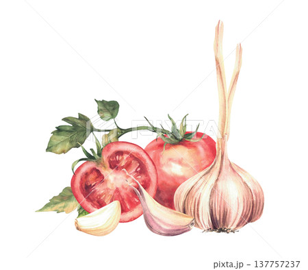 Tomatoes and garlic bulb with cloves with green leaves. Watercolor realistic vegetables for salads or preserving, farm food packaging, sauces, recipe. Hand drawn illustration isolated from background. Tomatoes and garlic bulb with cloves with green leaves. Watercolor realistic vegetables for salads or preserving, farm food packaging, sauces, recipe. Hand drawn illustration isolated from background. 137757237