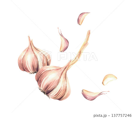 Watercolor Garlic vegetables. Dynamic motion with whole bulb and cloves. Realistic hand drawn illustration isolated on white background. Aromatic culinary herb, seasoning for food label, print design. Watercolor Garlic vegetables. Dynamic motion with whole bulb and cloves. Realistic hand drawn illustration isolated on white background. Aromatic culinary herb, seasoning for food label, print design. 137757246