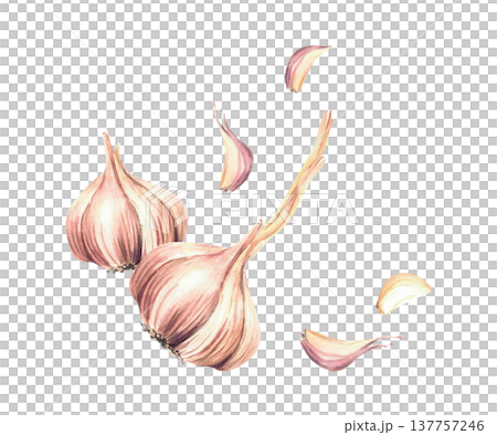 Watercolor Garlic vegetables. Dynamic motion with whole bulb and cloves. Realistic hand drawn illustration isolated on white background. Aromatic culinary herb, seasoning for food label, print design. Watercolor Garlic vegetables. Dynamic motion with whole bulb and cloves. Realistic hand drawn illustration isolated on white background. Aromatic culinary herb, seasoning for food label, print design. 137757246