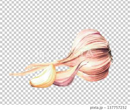 Watercolor Garlic. Hand drawn whole bulb with two cloves. Realistic dried vegetables herbs flavour. Illustration isolated from background. Aromatic culinary hot seasoning for food, menu, recipe design Watercolor Garlic. Hand drawn whole bulb with two cloves. Realistic dried vegetables herbs flavour. Illustration isolated from background. Aromatic culinary hot seasoning for food, menu, recipe design 137757252