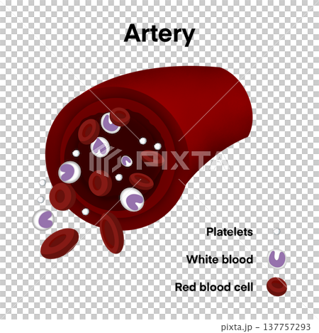 Scientific illustration of artery cross section showing red blood cells, white blood cells and platelets flowing inside human circulatory system, medical diagram for educational health biology 137757293