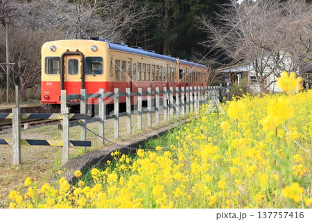 小湊鐵道「菜の花咲く月崎駅風景と列車」 小湊鐵道「菜の花咲く月崎駅風景と列車」 137757416