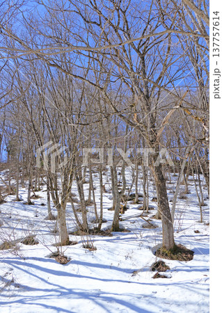 白馬山麓　雪どけの森 137757614