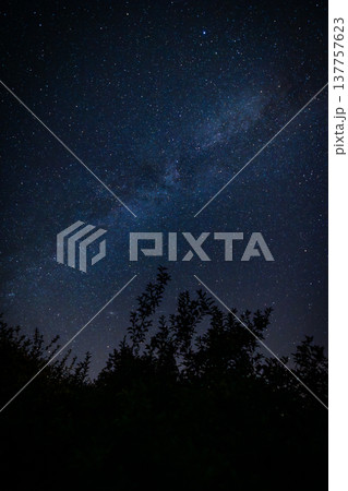 Bergnicourt, Rethel, Ardennes, Grand-Est, France, August, 28th, 2025, Dark vegetation silhouettes 137757623