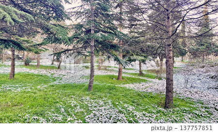 Winter Landscape of Bare Trees and Falling Snow in Forest.A serene winter scene featuring a snowy woodland with deciduous trees under a gentle snowfall on a cold day. 137757851