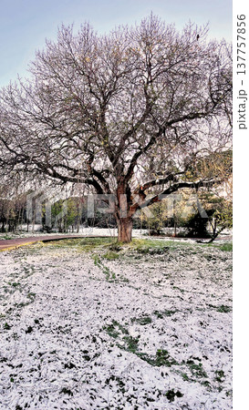 Winter Landscape of Bare Trees and Falling Snow in Forest.A serene winter scene featuring a snowy woodland with deciduous trees under a gentle snowfall on a cold day. 137757856