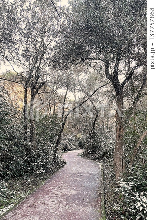 Winter Landscape of Bare Trees and Falling Snow in Forest.A serene winter scene featuring a snowy woodland with deciduous trees under a gentle snowfall on a cold day. 137757868