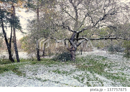 Winter Landscape of Bare Trees and Falling Snow in Forest.A serene winter scene featuring a snowy woodland with deciduous trees under a gentle snowfall on a cold day. Winter Landscape of Bare Trees and Falling Snow in Forest.A serene winter scene featuring a snowy woodland with deciduous trees under a gentle snowfall on a cold day. 137757875