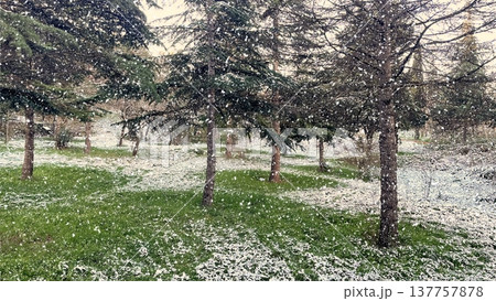 Winter Landscape of Bare Trees and Falling Snow in Forest.A serene winter scene featuring a snowy woodland with deciduous trees under a gentle snowfall on a cold day. 137757878
