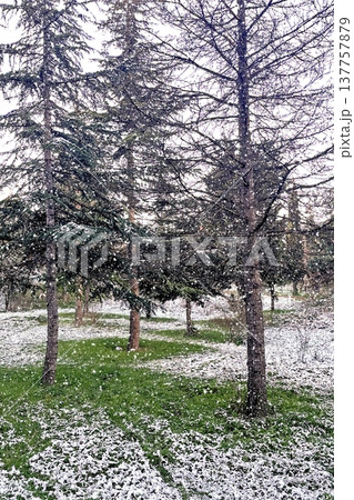 Winter Landscape of Bare Trees and Falling Snow in Forest.A serene winter scene featuring a snowy woodland with deciduous trees under a gentle snowfall on a cold day. 137757879