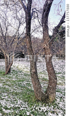 Winter Landscape of Bare Trees and Falling Snow in Forest.A serene winter scene featuring a snowy woodland with deciduous trees under a gentle snowfall on a cold day. 137757880