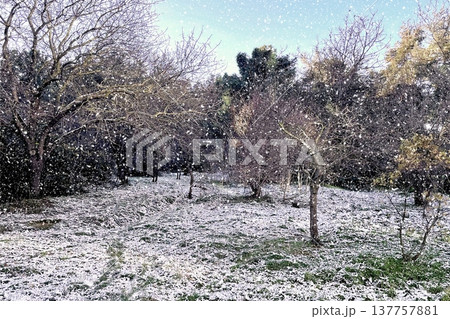Winter Landscape of Bare Trees and Falling Snow in Forest.A serene winter scene featuring a snowy woodland with deciduous trees under a gentle snowfall on a cold day. 137757881