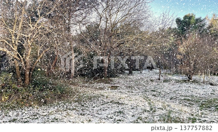 Winter Landscape of Bare Trees and Falling Snow in Forest.A serene winter scene featuring a snowy woodland with deciduous trees under a gentle snowfall on a cold day. Winter Landscape of Bare Trees and Falling Snow in Forest.A serene winter scene featuring a snowy woodland with deciduous trees under a gentle snowfall on a cold day. 137757882