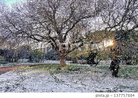 Winter Landscape of Bare Trees and Falling Snow in Forest.A serene winter scene featuring a snowy woodland with deciduous trees under a gentle snowfall on a cold day. 137757884