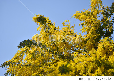 黄色いフサアカシアの花（別名・ミモザ） 137757912
