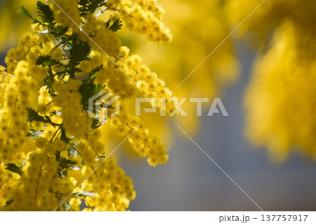 黄色いフサアカシアの花（別名・ミモザ） 137757917