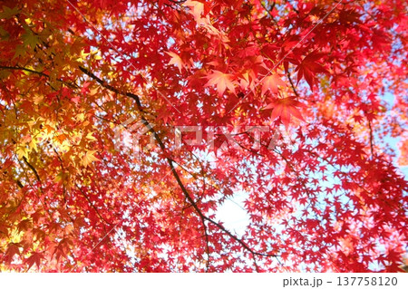一面の旬の紅葉の和のテイスト素材 一面の旬の紅葉の和のテイスト素材 137758120