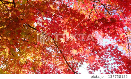 一面の旬の紅葉の和のテイスト素材 一面の旬の紅葉の和のテイスト素材 137758123