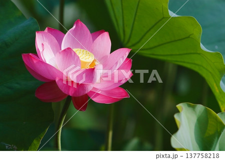 朝日を浴びる一輪の蓮の花 朝日を浴びる一輪の蓮の花 137758218
