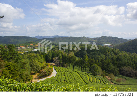 This is a green tea field in Boseong, Korea. 137758321