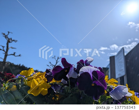 笠間芸術の森公園 137758343