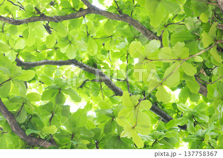 fresh green spring leaves background 137758367