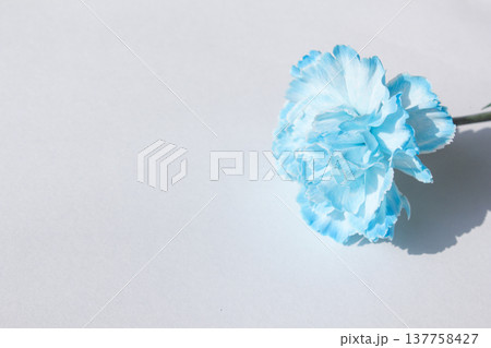 blue carnation on a white background 137758427