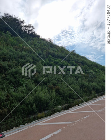 This is a hill where wild mugwort grows. This is a hill where wild mugwort grows. 137758437