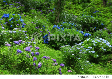 紫陽花のある庭 137758516