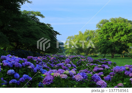 公園に咲く紫陽花 公園に咲く紫陽花 137758561