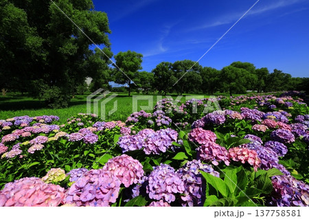公園に咲く紫陽花 公園に咲く紫陽花 137758581