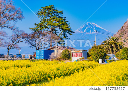 （静岡県）菜の花咲く、早秋の西伊豆井田から望む富士山 137758627